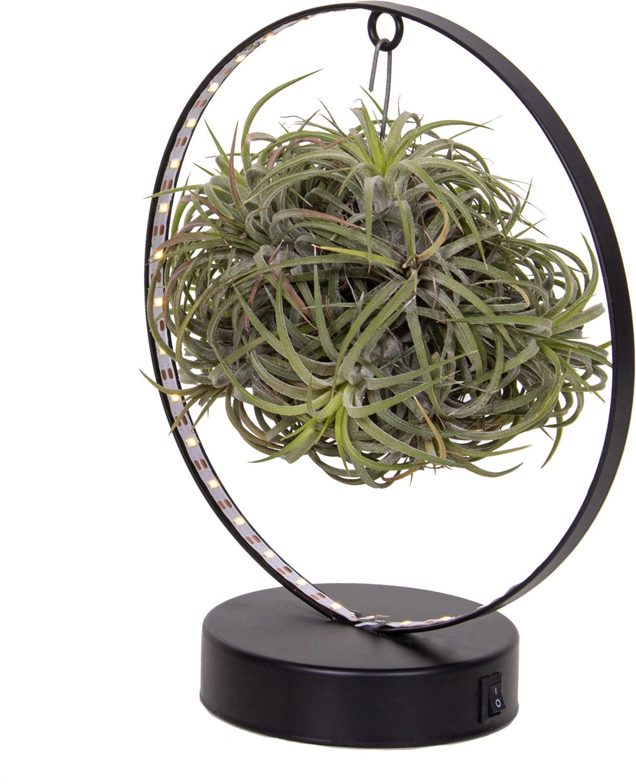 Intratuin Arrangement Tillandsia In Frame Met Ledverlichting H 20 Cm