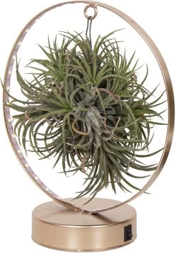 Kortingswinkel Voor Kamerplanten -Kortingswinkel Voor Kamerplanten 8720196584970 2