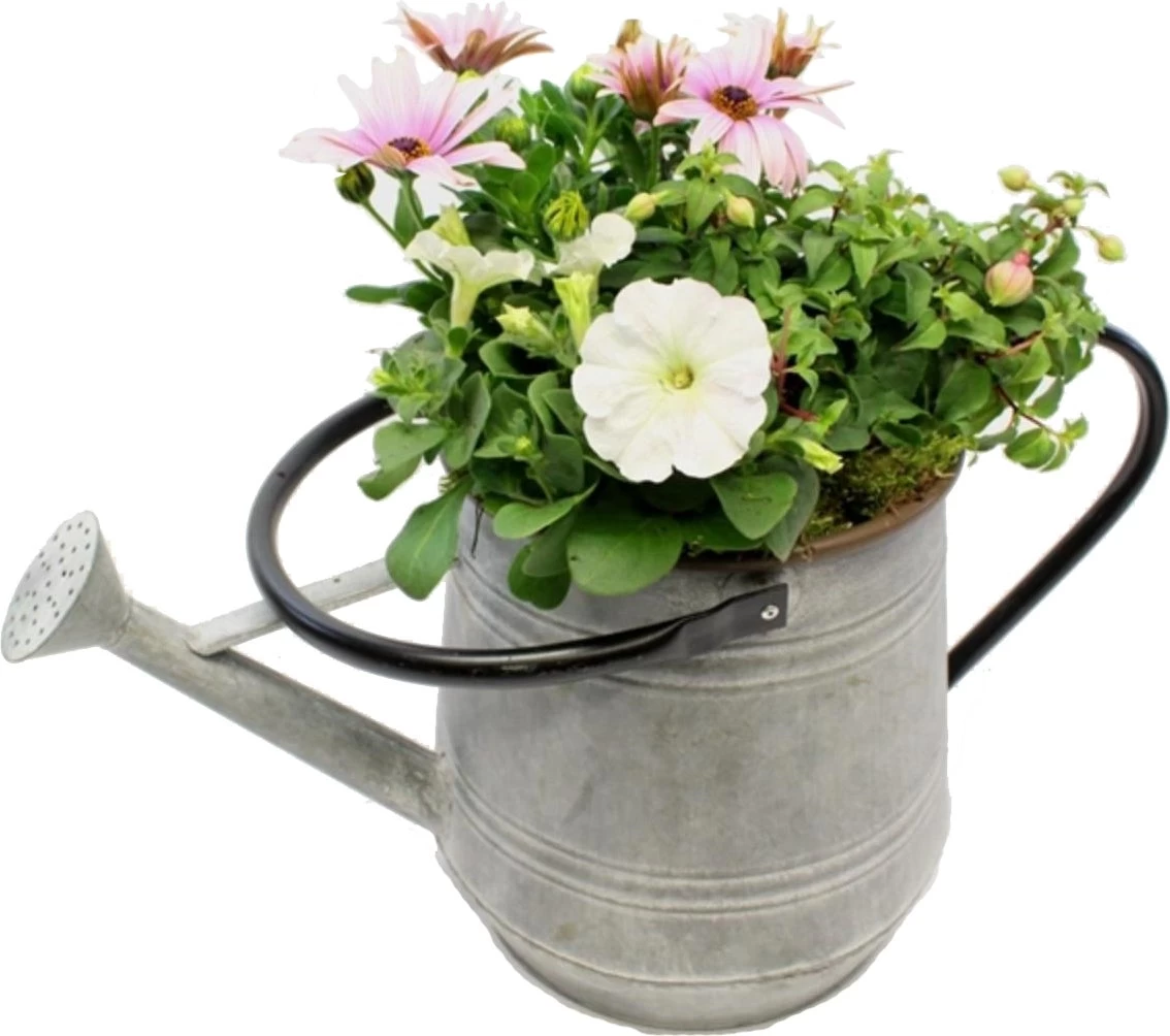 Intratuin Arrangement Zomerbloeiers In Zinken Gieter D 45 H 40 Cm 1 Intratuin Arrangement Zomerbloeiers In Zinken Gieter D 45 H 40 Cm