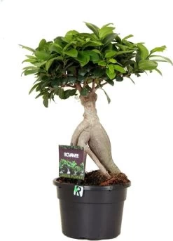 Chinese Vijg (Ficus Microcarpa 'Ginseng') D 17 H 40 Cm
