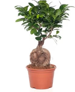 Chinese Vijg (Ficus Microcarpa 'Ginseng') D 15 H 32 Cm