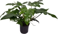 Philodendron (Philodendron 'Green Dragon') D 21 H 60 Cm