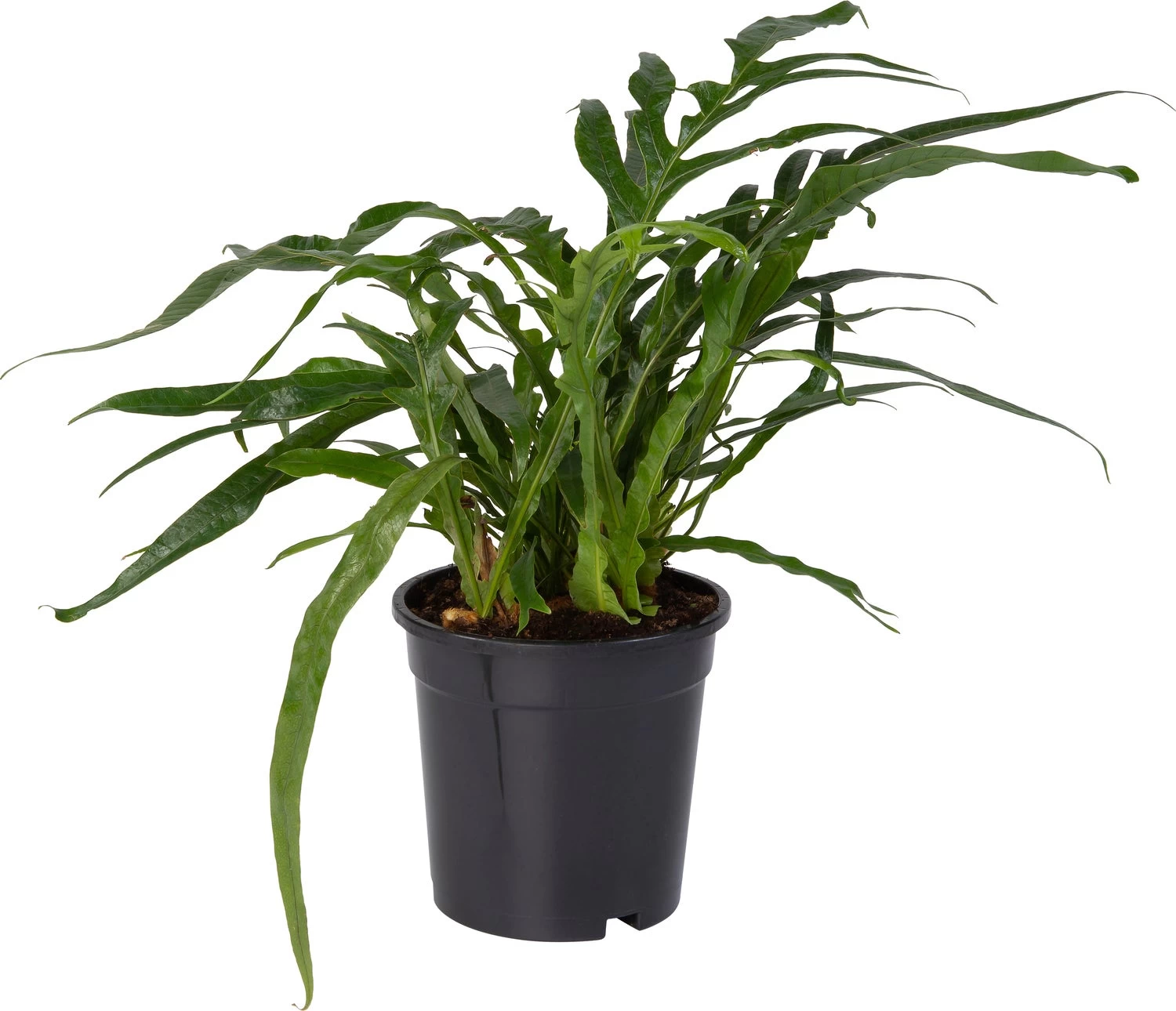 Slangenblad (Aglaomorpha Coronans) D 17 H 45 Cm 1 Slangenblad (Aglaomorpha Coronans) D 17 H 45 Cm