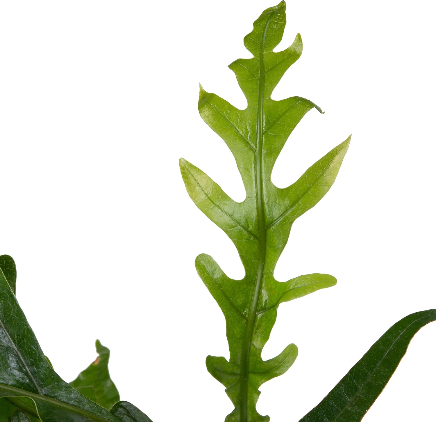 Slangenblad (Aglaomorpha Coronans) D 17 H 45 Cm 2 Slangenblad (Aglaomorpha Coronans) D 17 H 45 Cm - Afbeelding 2