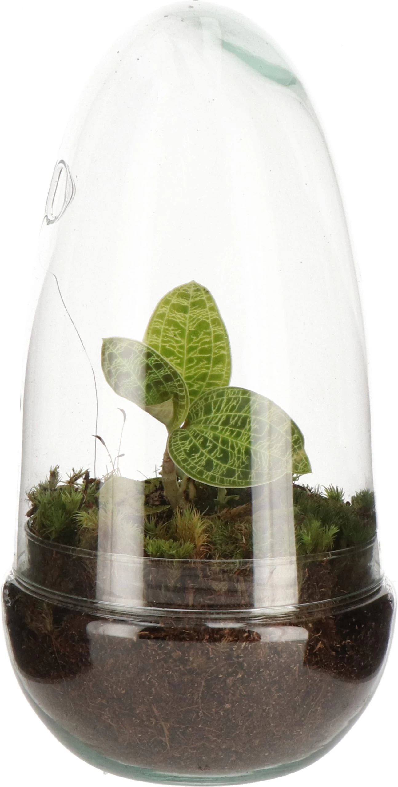 Intratuin Arrangement Glazen Stolp Met Juweelorchidee D 14 H 10 Cm