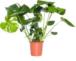 Gatenplant (Monstera Deliciosa) D 21 H 75 Cm