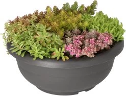 Intratuin Sedum-mix In Zwarte Kunststof Pot (Arrangement Sedum Mix Kunststof Zwart) D 30 H 20 Cm