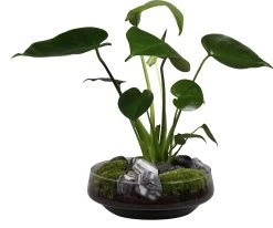 Intratuin Arrangement Glazen Schaal Met Monstera D 24 H 44 Cm