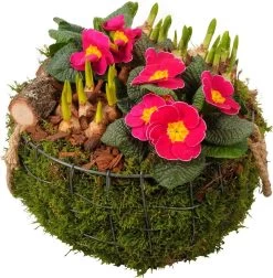 Intratuin Arrangement Voorjaarsplanten In Draadmand D 27 H 29 Cm