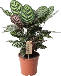 Calathea (Calathea Makoyana) D 17 H 45 Cm