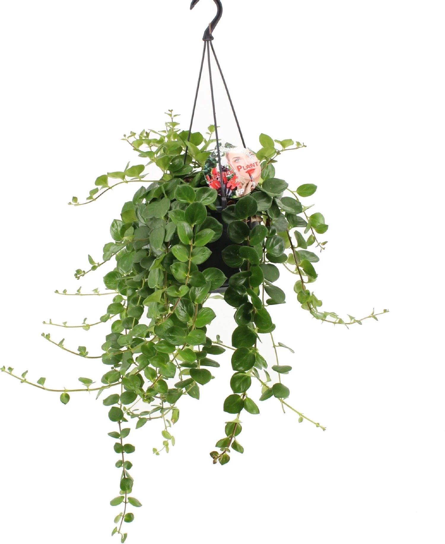 Lipstickplant (Aeschynanthus 'Pink Polka') D 15 H 30 Cm 1 Lipstickplant (Aeschynanthus 'Pink Polka') D 15 H 30 Cm