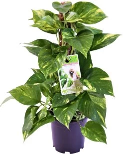 Drakenklimop (Epipremnum Pinnatum) D 15 H 50 Cm