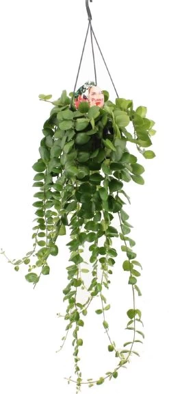 Lipstickplant (Aeschynanthus 'Pink Polka') D 15 H 55 Cm