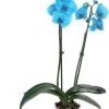 Vlinderorchidee (Phalaenopsis 'Royal Blue') D 12 H 55 Cm