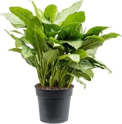 Aglaonema (Aglaonema 'BJ Freedman') D 30 H 90 Cm