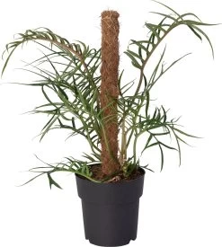 Philodendron (Philodendron Tortum Mosstok) D 19 H 40 Cm