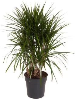 Drakenbloedboom (Dracaena Marginata) D 24 H 100 Cm