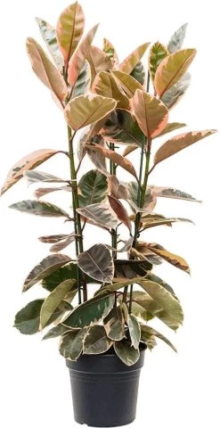 Rubberboom Op Stam (Ficus Elastica 'Belize') D 30 H 110 Cm