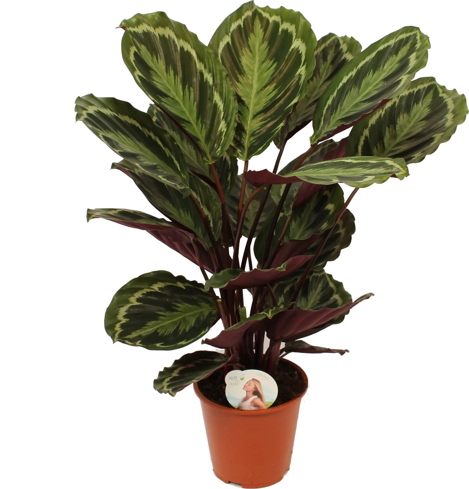 Calathea (Calathea 'Medallion') D 19 H 75 Cm 1 Calathea (Calathea 'Medallion') D 19 H 75 Cm