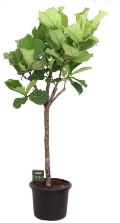 Vioolbladplant Op Stam (Ficus Lyrata) D 45 H 220 Cm