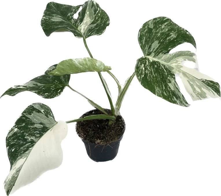 Bonte Gatenplant (Monstera Deliciosa 'Variegata') D 12 H 30 Cm 1 Bonte Gatenplant (Monstera Deliciosa 'Variegata') D 12 H 30 Cm