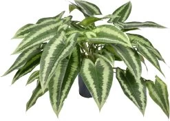 Hangende Tongplant (Schismatoglottis Wallichii) D 19 H 50 Cm