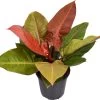 Philodendron (Philodendron 'Prince Of Orange') D 24 H 70 Cm