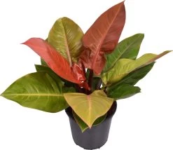 Philodendron (Philodendron 'Prince Of Orange') D 24 H 70 Cm