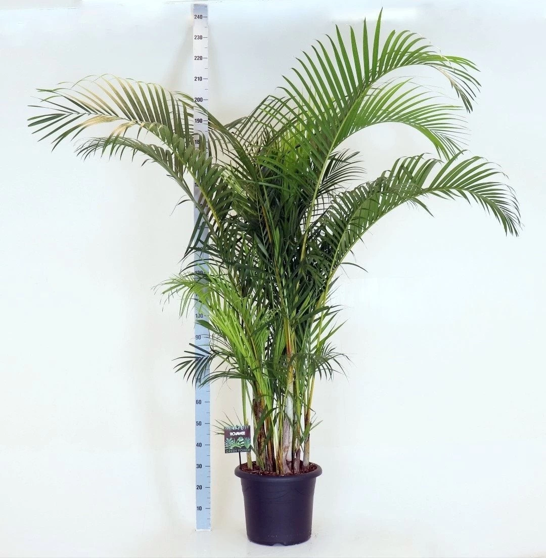 Goudpalm (Dypsis Lutescens) D 40 H 230 Cm 1 Goudpalm (Dypsis Lutescens) D 40 H 230 Cm