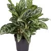 Aglaonema (Aglaonema 'Laurel Green') D 19 H 45 Cm