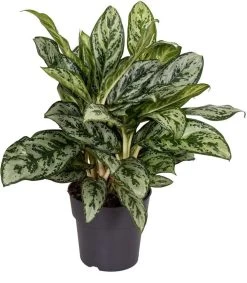 Aglaonema (Aglaonema 'Laurel Green') D 19 H 45 Cm