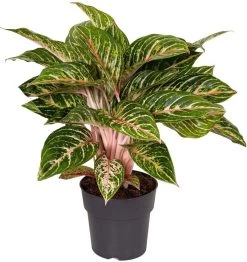 Aglaonema (Aglaonema 'Coco Melon') D 19 H 45 Cm