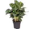 Aglaonema (Aglaonema 'Amazon Silver') D 19 H 45 Cm