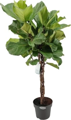 Vioolbladplant Op Gevlochten Stam (Ficus Lyrata) D 27 H 140 Cm