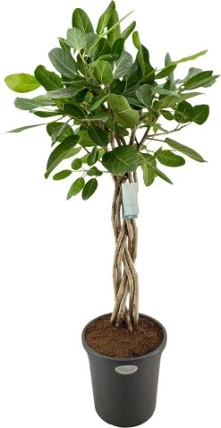 Banyanvijg Op Gevlochten Stam (Ficus Benghalensis 'Audrey') D 31 H 140 Cm