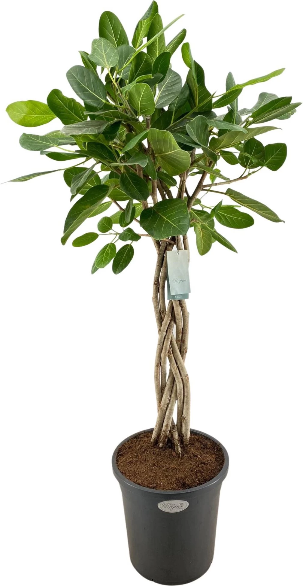 Banyanvijg Op Gevlochten Stam (Ficus Benghalensis 'Audrey') D 31 H 140 Cm 1 Banyanvijg Op Gevlochten Stam (Ficus Benghalensis 'Audrey') D 31 H 140 Cm