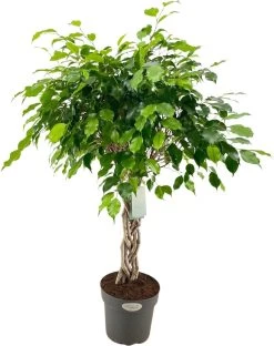 Treurvijg Op Gevlochten Stam (Ficus Benjamina) D 27 H 110 Cm