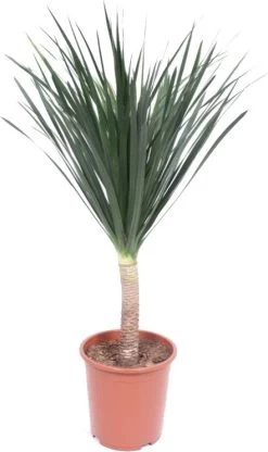 Drakenbloedboom (Dracaena Draco) D 27 H 110 Cm