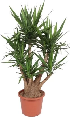 Yucca (Yucca Elephantipes) D 45 H 170 Cm
