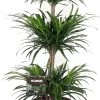 Drakenbloedboom (Dracaena Reflexa 'Anita') D 27 H 125 Cm