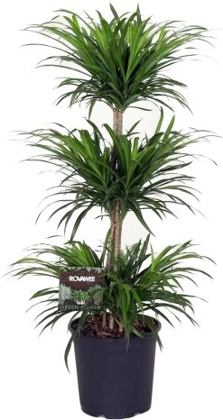 Drakenbloedboom (Dracaena Reflexa 'Anita') D 27 H 125 Cm