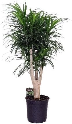 Drakenbloedboom Vertakt (Dracaena Reflexa 'Anita') D 24 H 100 Cm