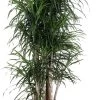Drakenbloedboom (Dracaena Reflexa 'Anita') D 32 H 140 Cm