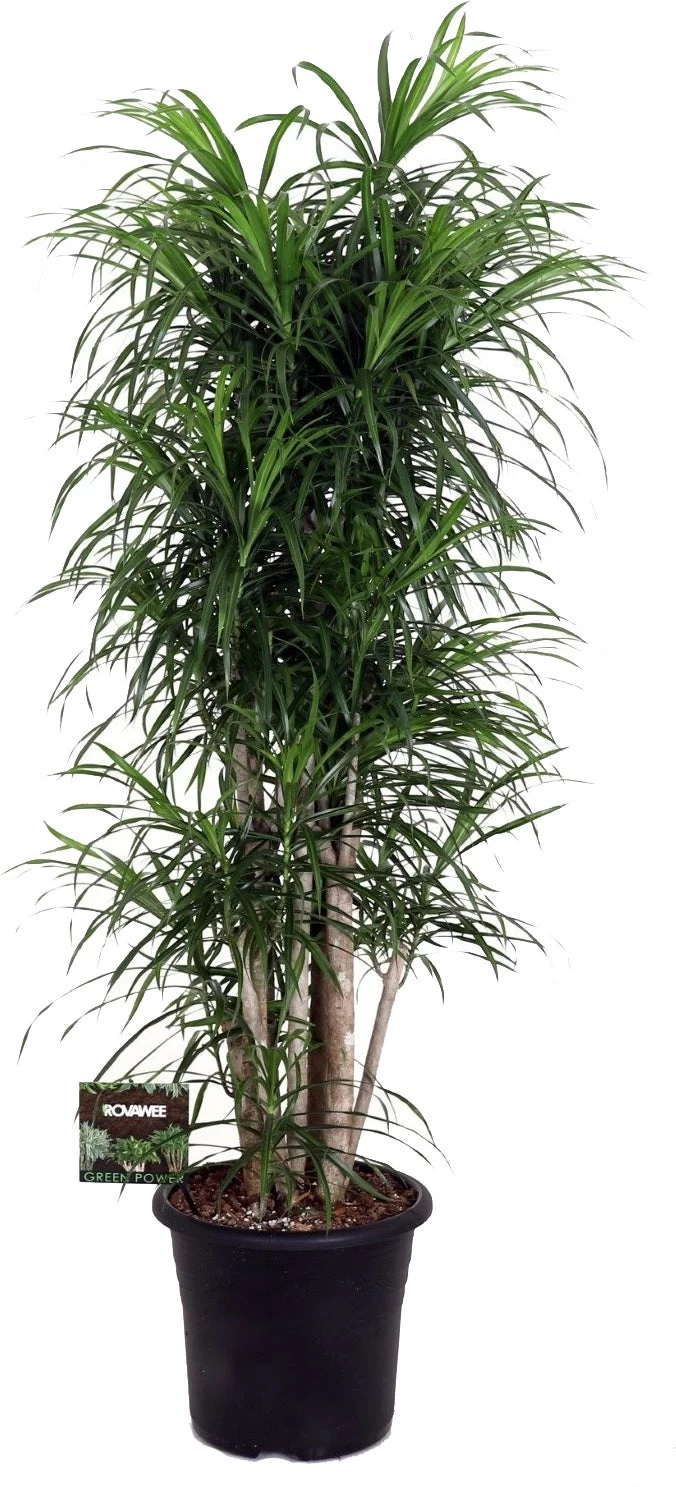 Drakenbloedboom (Dracaena Reflexa 'Anita') D 32 H 140 Cm 1 Drakenbloedboom (Dracaena Reflexa 'Anita') D 32 H 140 Cm