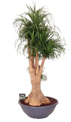 Olifantenpoot (Beaucarnea Recurvata) D 80 H 220 Cm