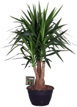 Yucca (Yucca Elephantipes) D 35 H 140 Cm