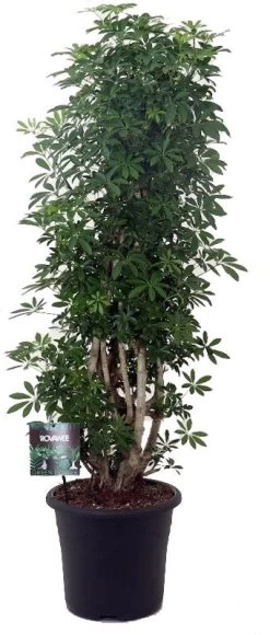Vingersboom Zuilvorm (Schefflera Arboricola 'Luseana') D 32 H 130 Cm