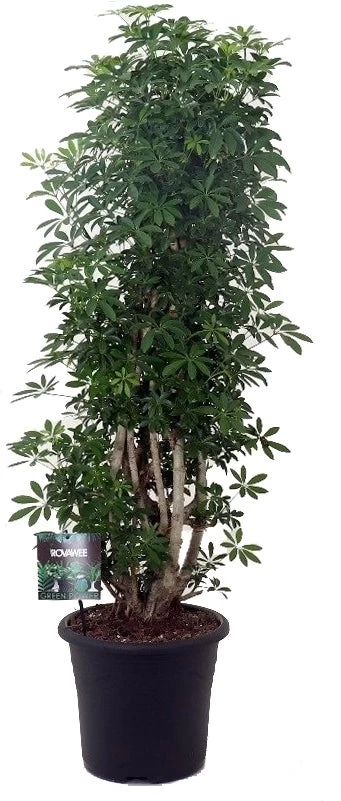 Vingersboom Zuilvorm (Schefflera Arboricola 'Luseana') D 32 H 130 Cm 1 Vingersboom Zuilvorm (Schefflera Arboricola 'Luseana') D 32 H 130 Cm