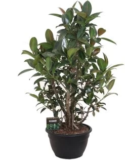 Rubberboom (Ficus Elastica 'Melany') D 40 H 130 Cm