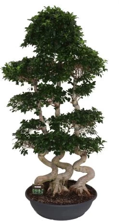 Chinese Vijg (Ficus Microcarpa Ginseng) D 80 H 220 Cm